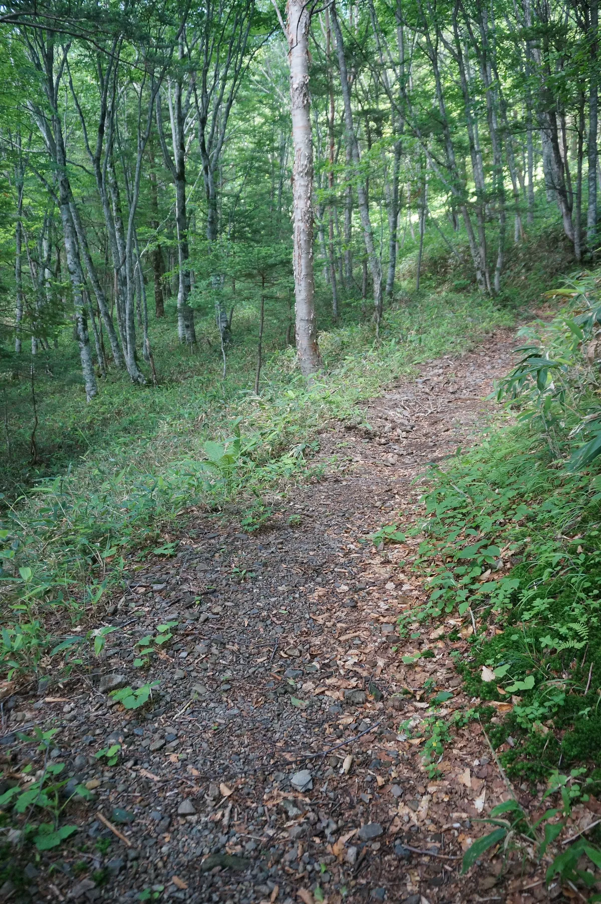Trail through Japanese Alps, photographed along this Japanese food and travel route