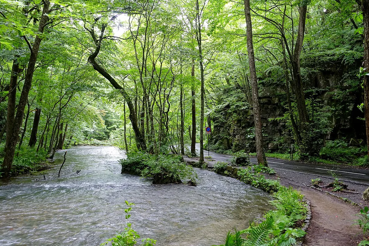 Maple and ginkgo trees in autumn color at Oirase Stream, Japan — 1