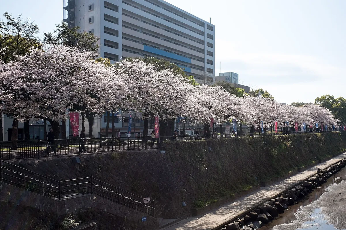 Plum blossoms and early cherry blossoms in Japan in March, Japan — 2