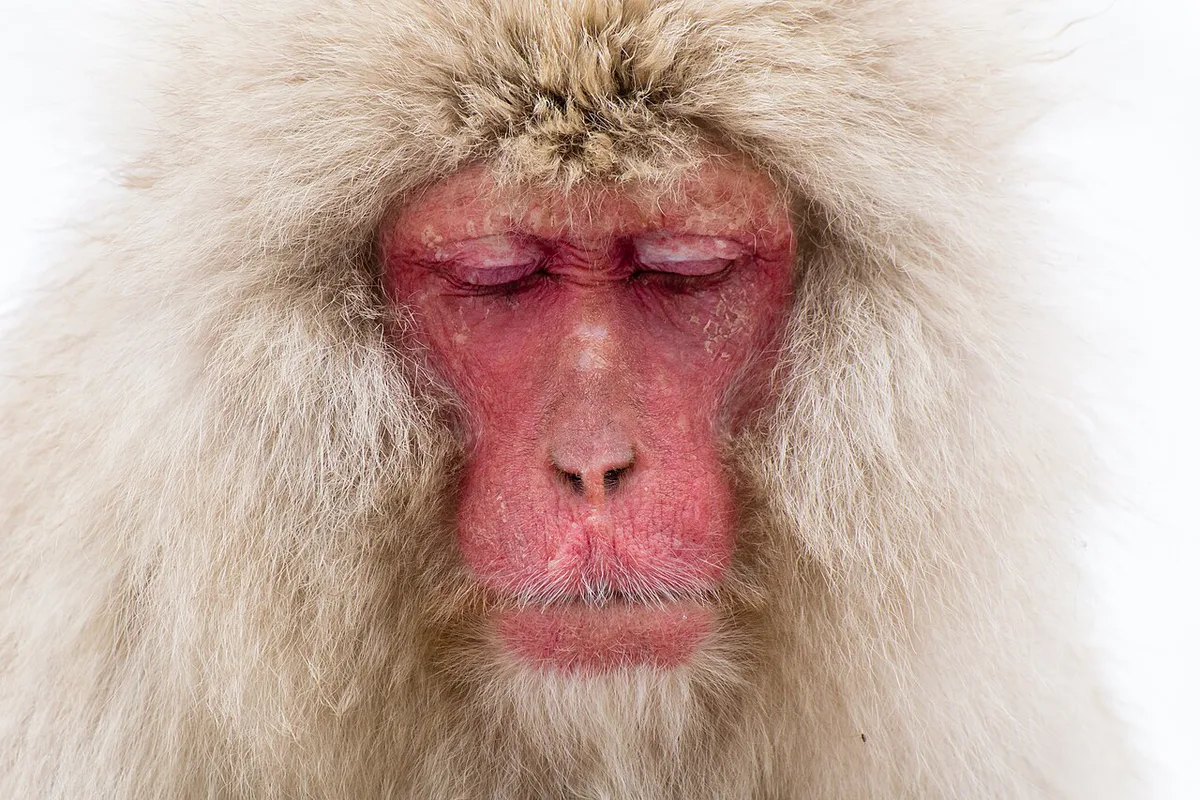 Macaca fuscata meditation — 1
