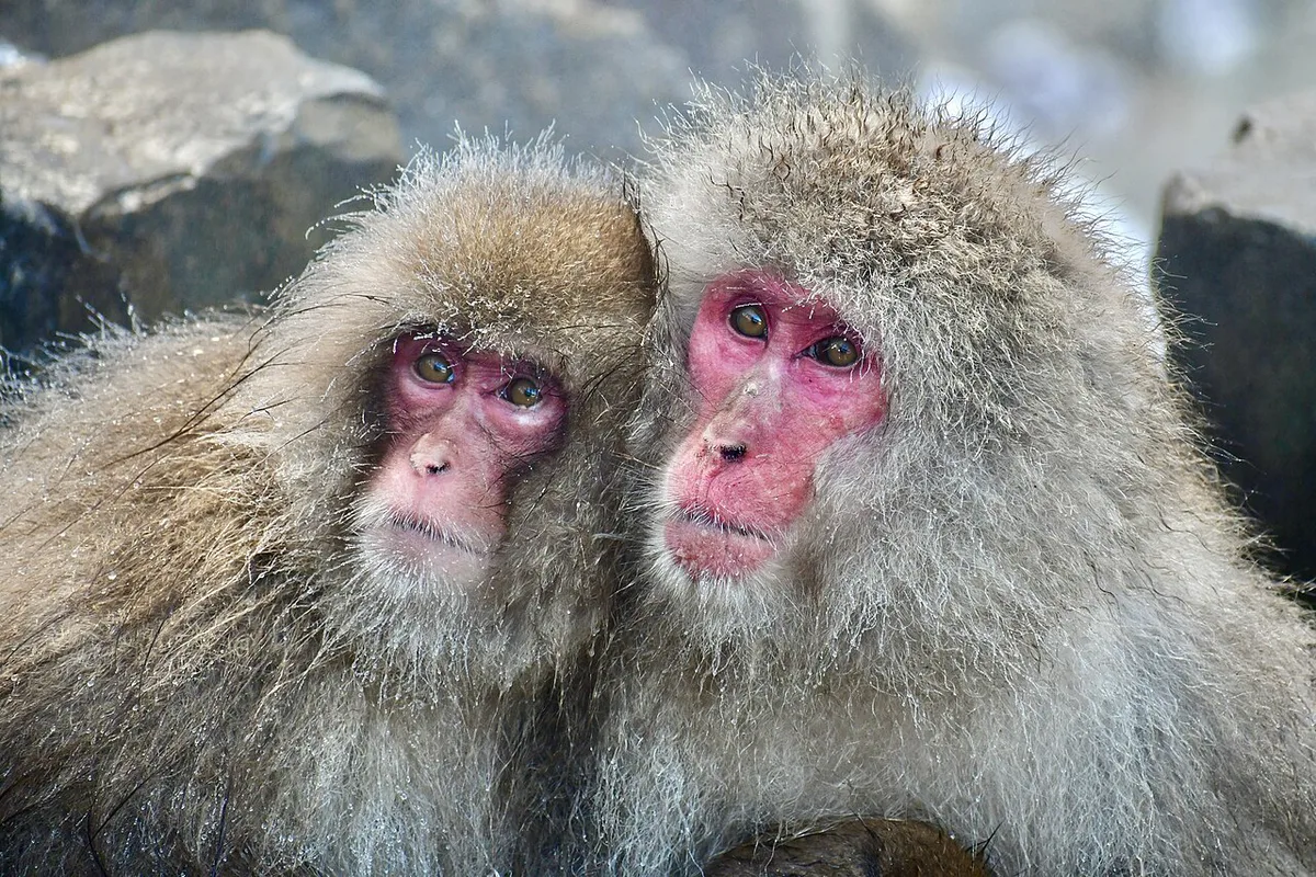 Snow monkeys bathing in a hot spring at Jigokudani Monkey Park, Japan — 1