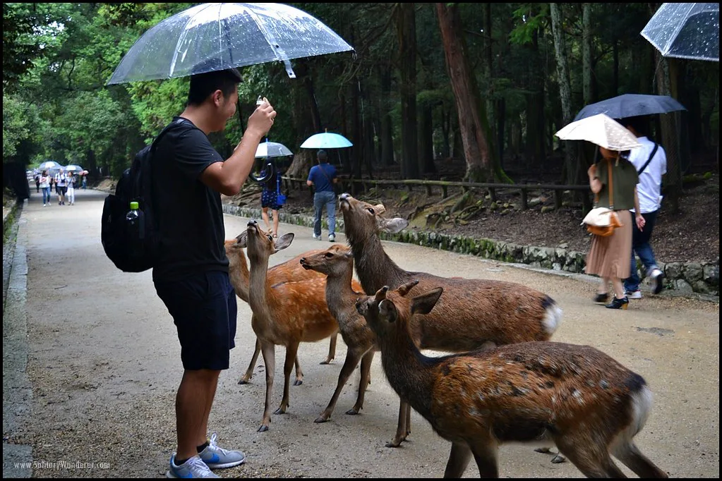 Japan With Kids Family Guide
