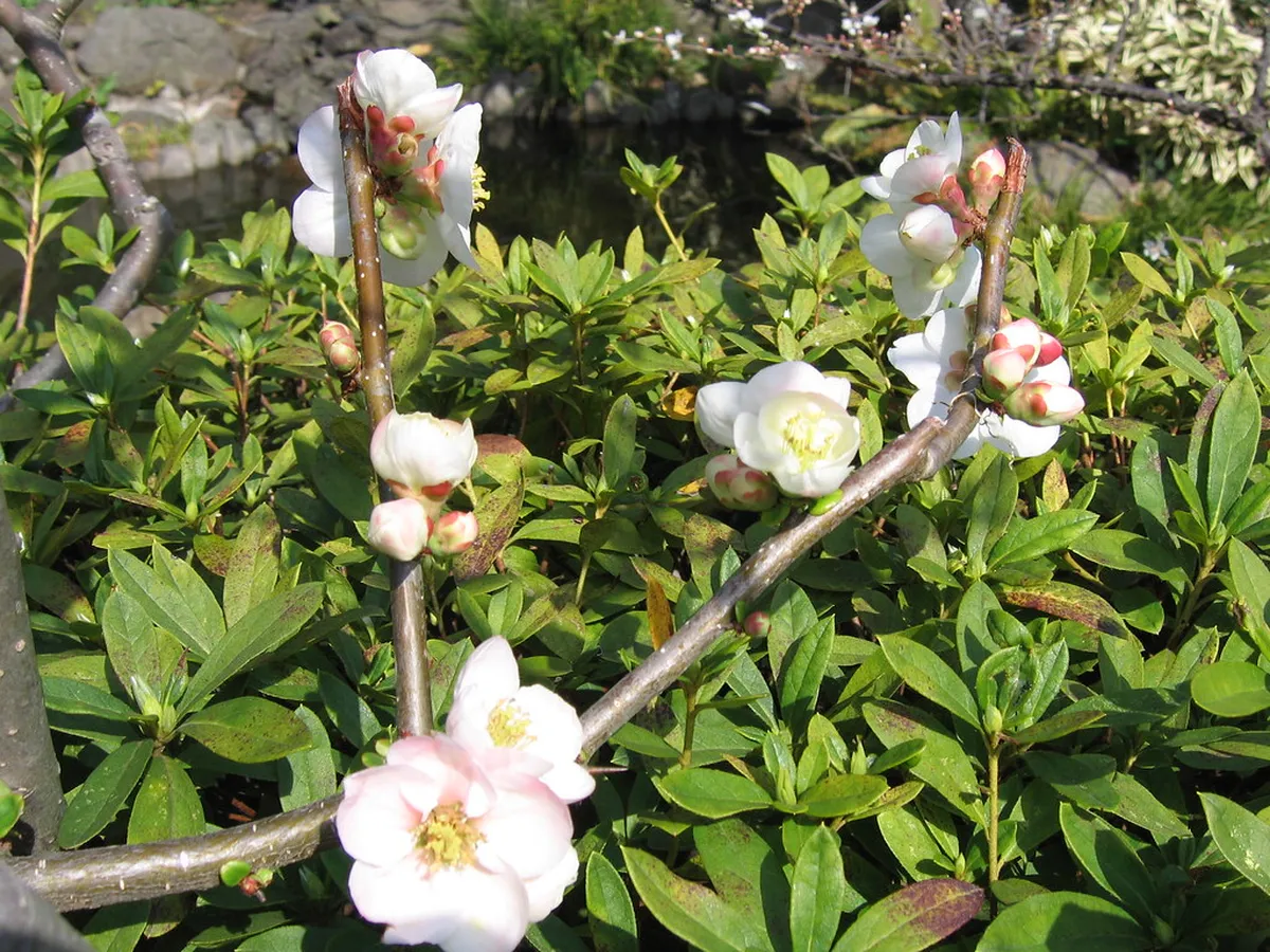 Hasedera Temple: The Temple of Flowers — Nara, Japan