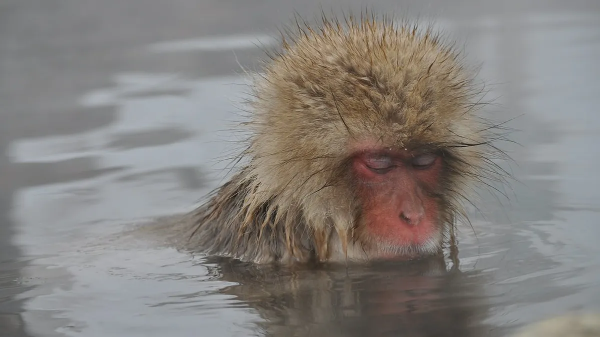 Jigokudani (Hell Valley)