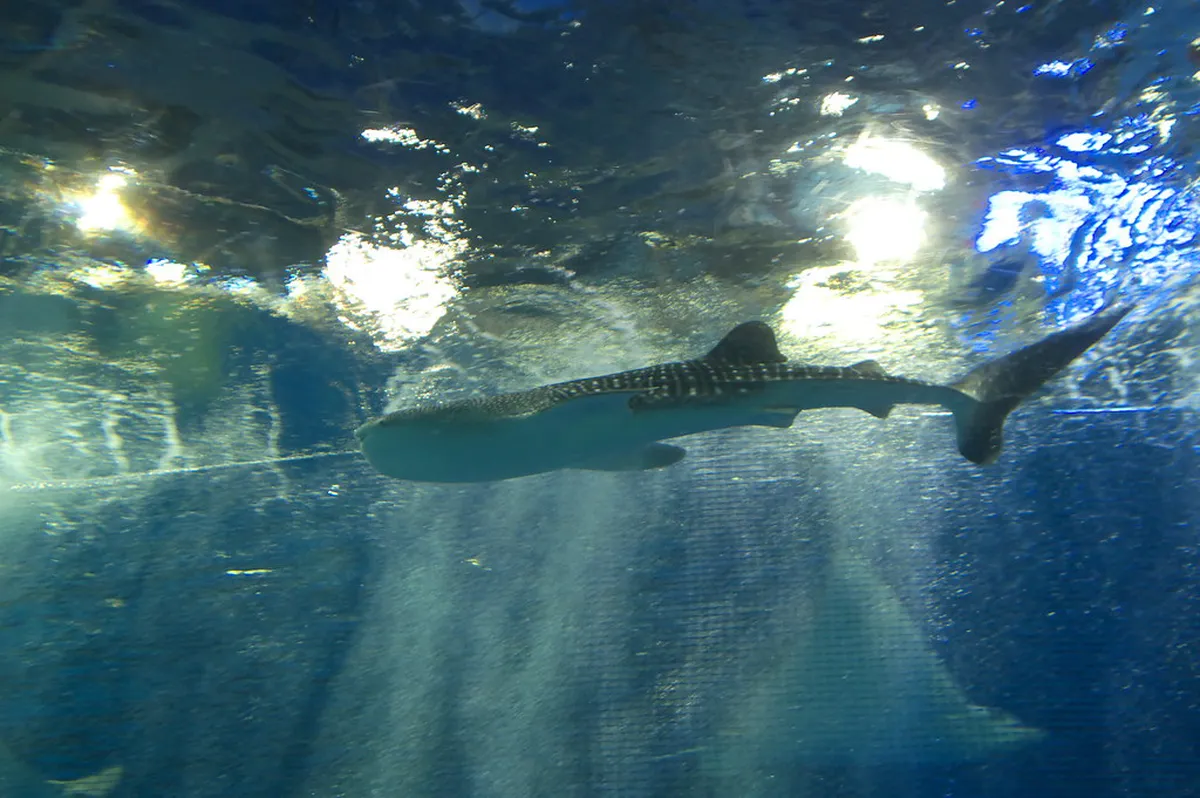 Whale shark and rays swimming in the large Kuroshio Tank at Kagoshima City Aquarium Io World in Japan
