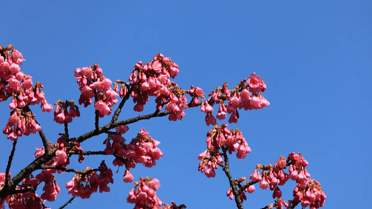 Cherry blossom trees in full bloom at Sengan-en garden with Sakurajima in the background in Kagoshima, Japan