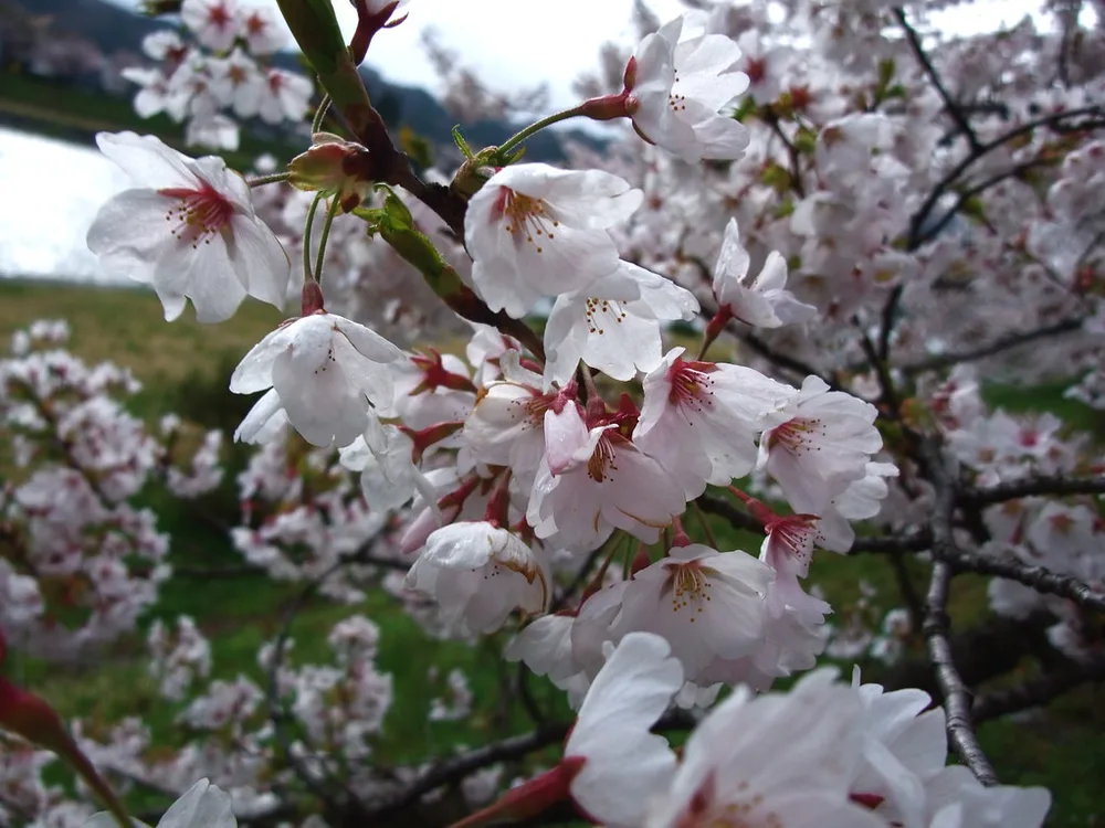 Kakunodate cherry blossoms 2