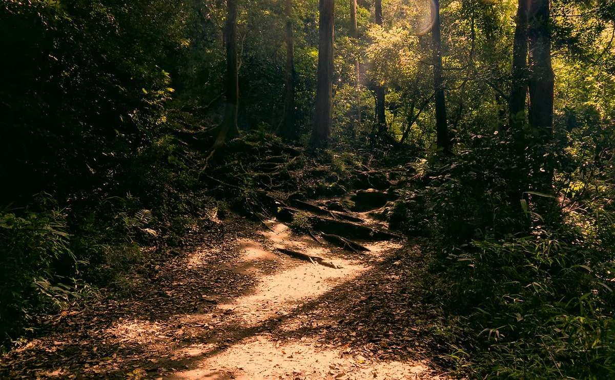 Forest hiking trail winding through hills connecting temples on the Daibutsu trail in Kamakura Japan