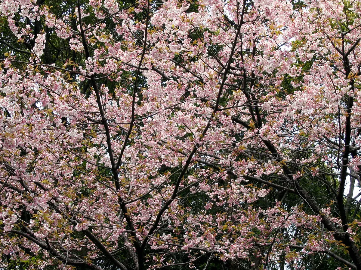 Kamakura cherry blossoms in full bloom along a temple path with soft pink petals in spring Japan