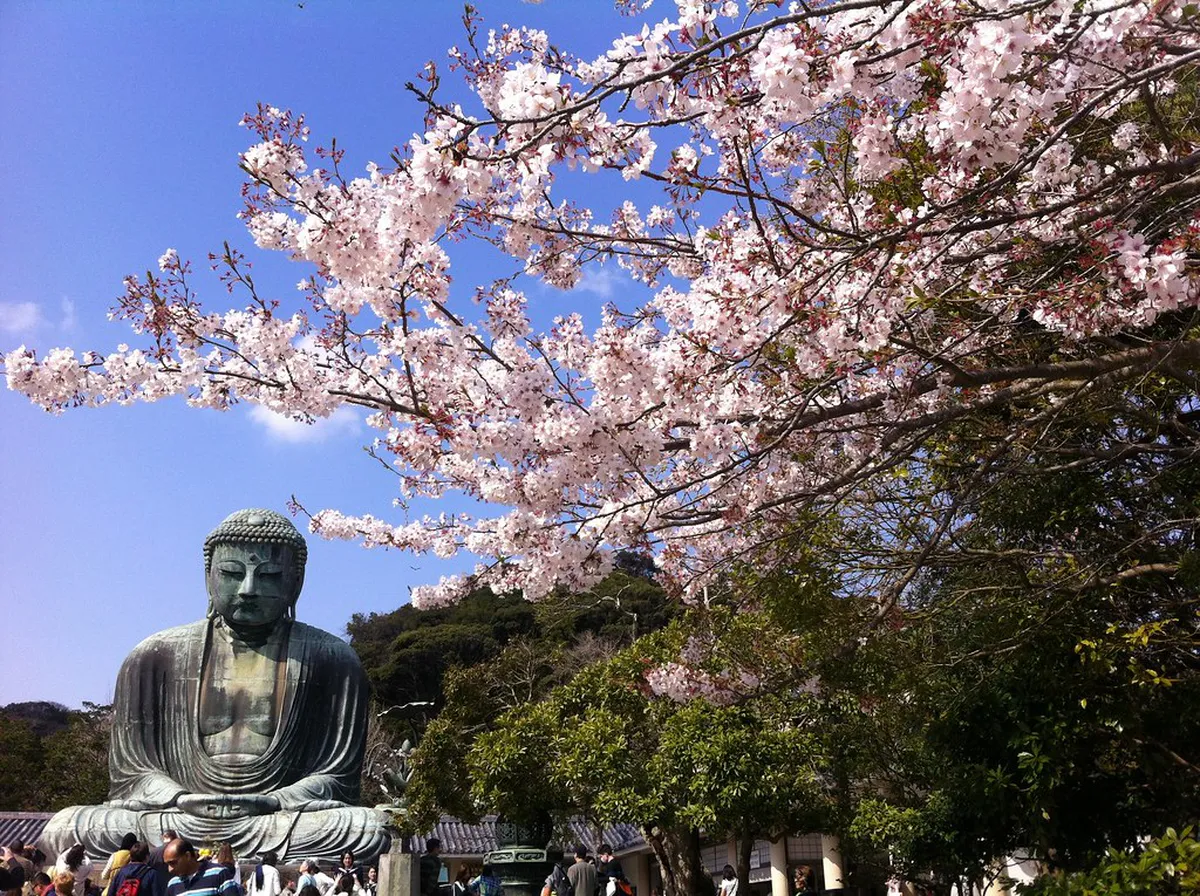 Hanami cherry blossom viewing with people relaxing under sakura trees in Kamakura Japan during spring