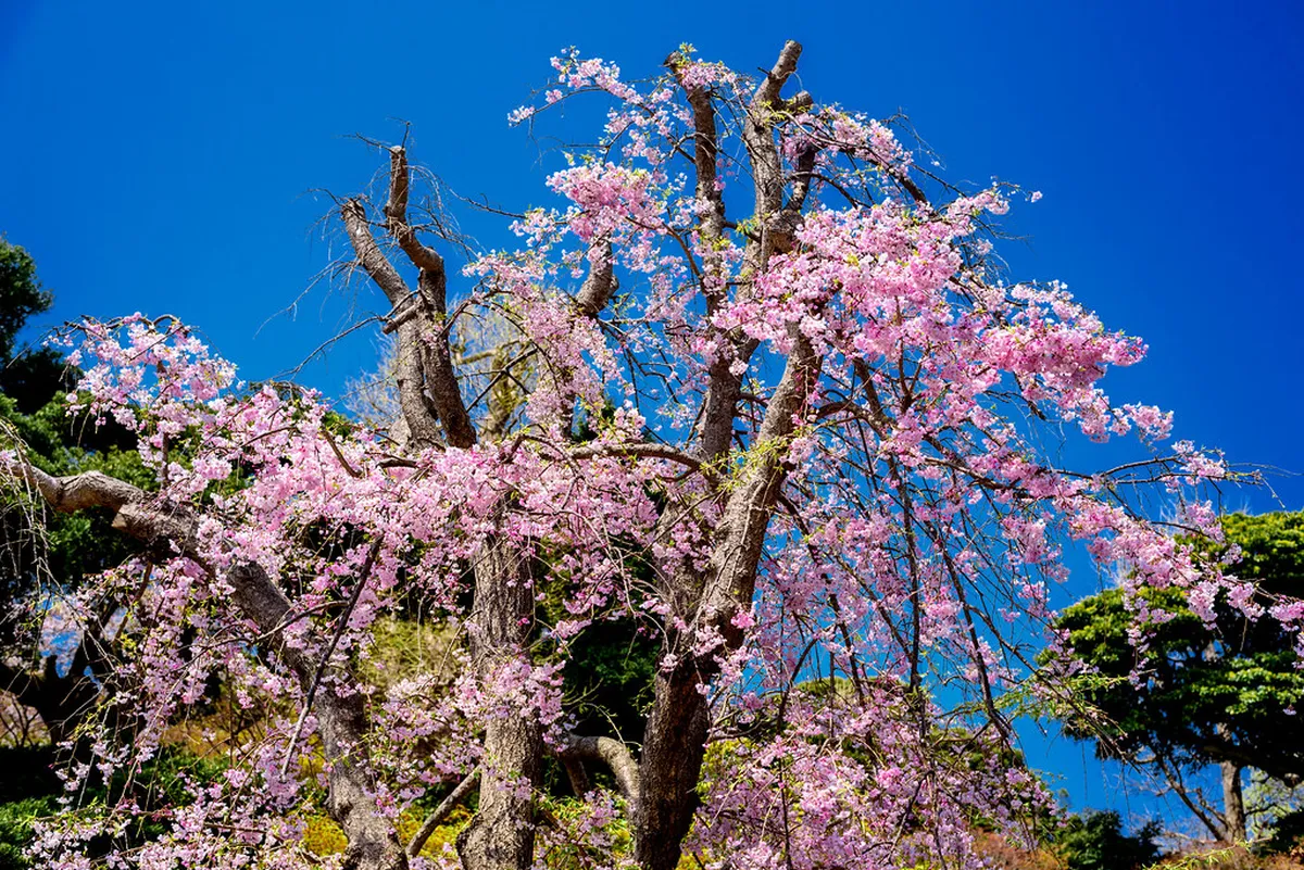 Weeping cherry tree in full bloom over moss-covered stone steps at a quiet Hase temple in Kamakura Japan