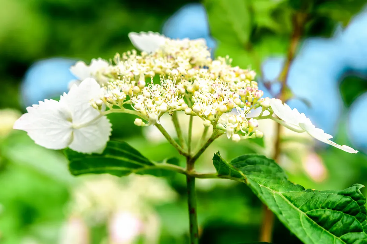 Hasedera temple in Kamakura Japan covered in masses of blooming blue and purple hydrangeas in early summer