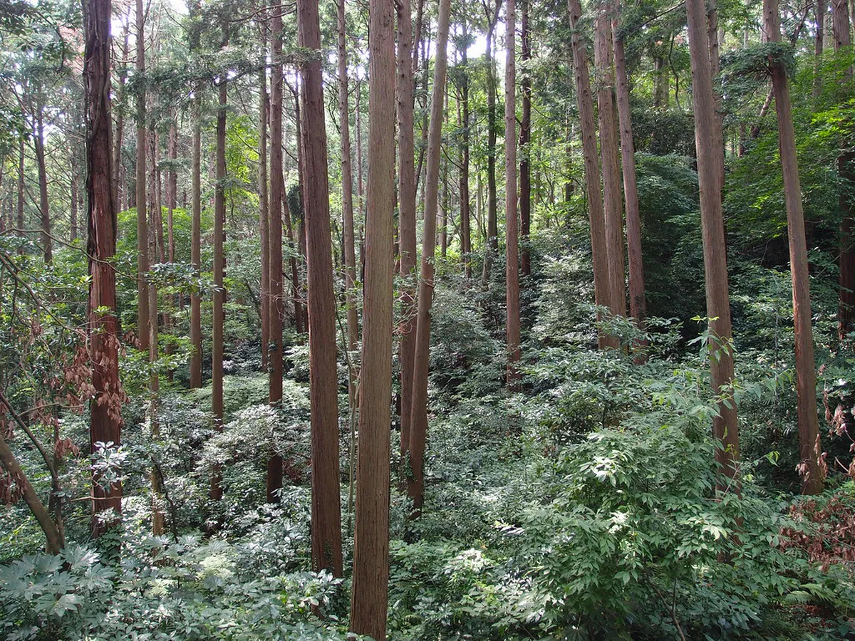 Forest hiking trail through ancient greenery in Kamakura Japan with dappled light filtering through trees