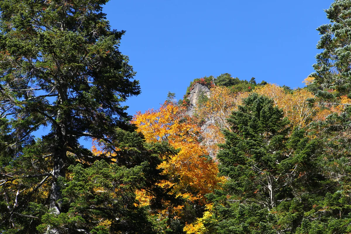 trees / autumn 1 near Kamikochi, photographed along this Japanese food and travel route