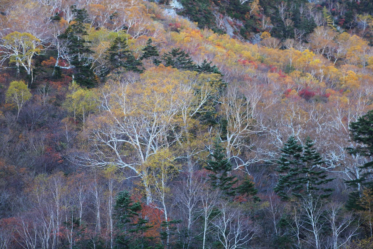 trees / autumn 2 near Kamikochi, photographed along this Japanese food and travel route