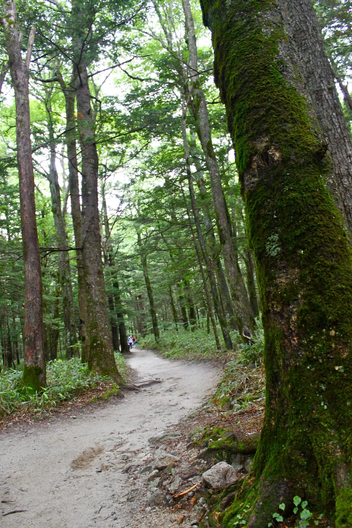 上高地の森_17 near Kamikochi, photographed along this Japanese food and travel route
