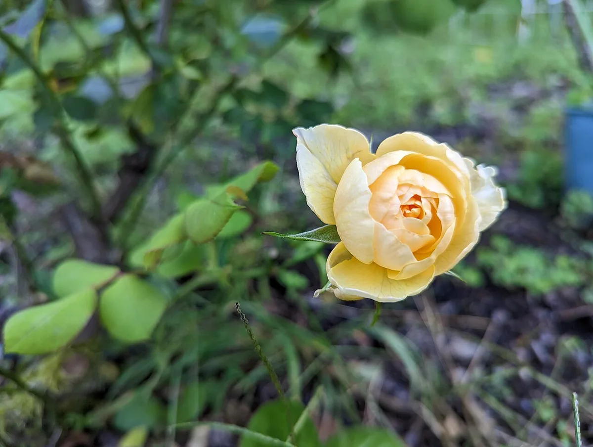 Flowers at English Garden in Taliesin 4 — 2