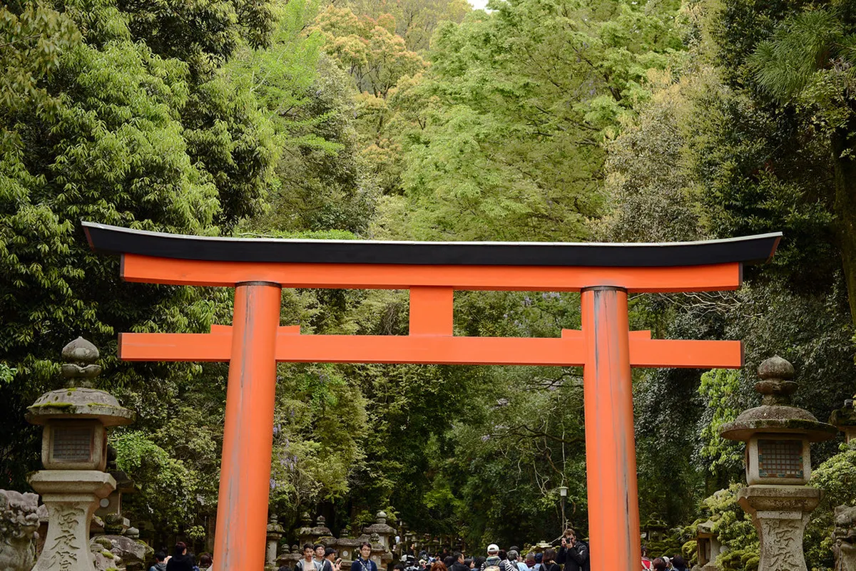 Wisteria blooms in the Man'yo Botanical Garden at Kasuga Taisha shrine in Nara, Japan