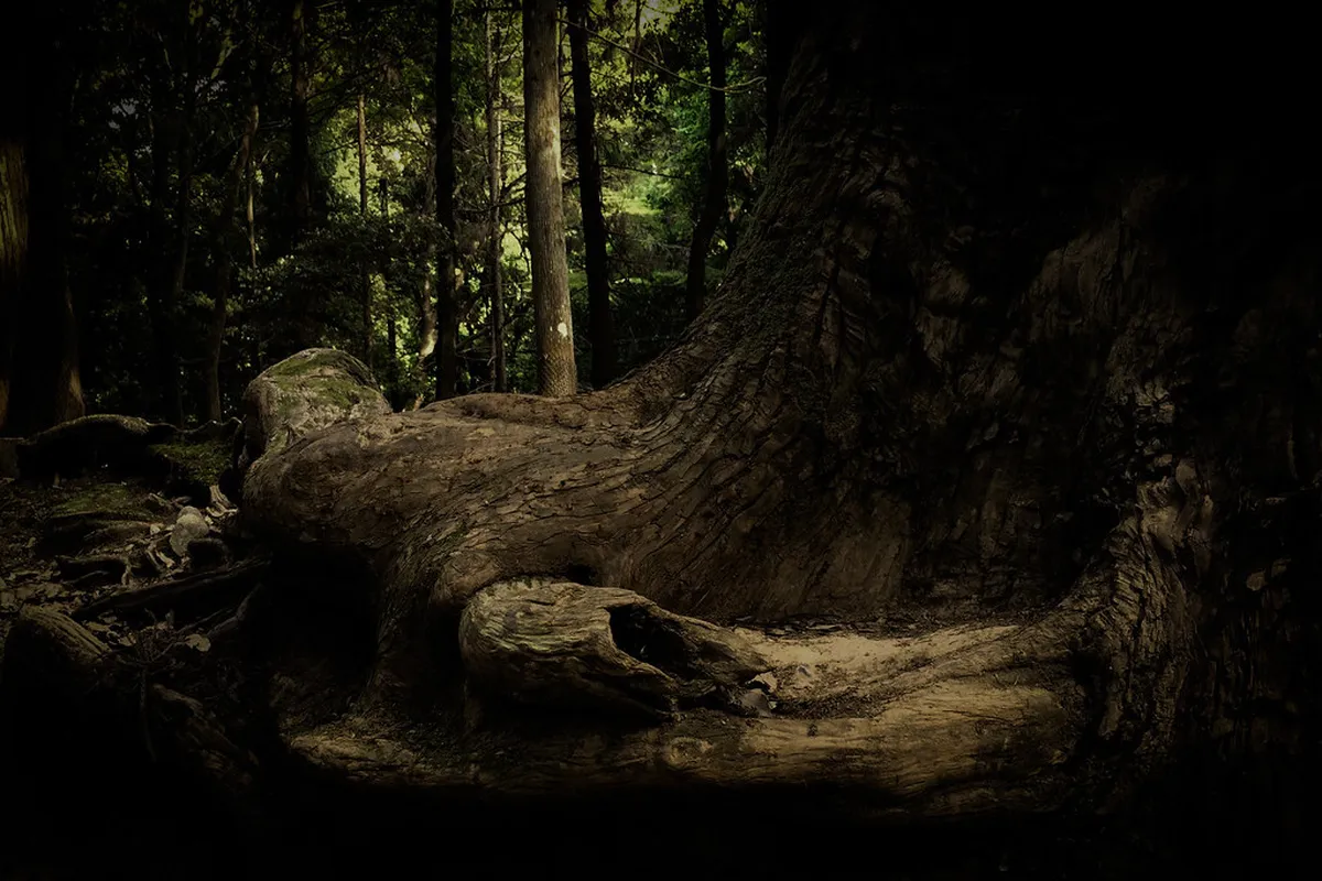 Ancient cedar trees and dense undergrowth of Kasugayama primeval forest behind Kasuga Taisha shrine in Nara, Japan