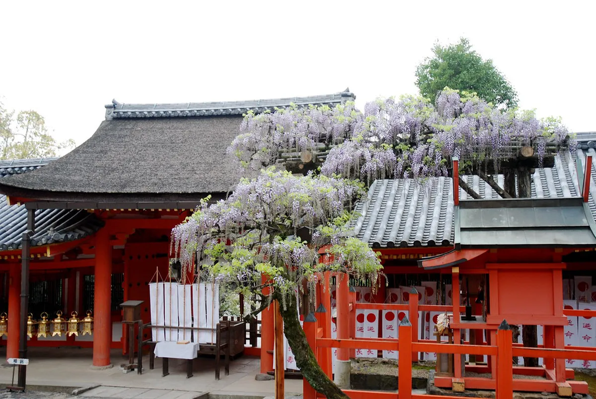 Rows of ancient moss-covered stone lanterns lining the forested approach to Kasuga Taisha shrine in Nara, Japan