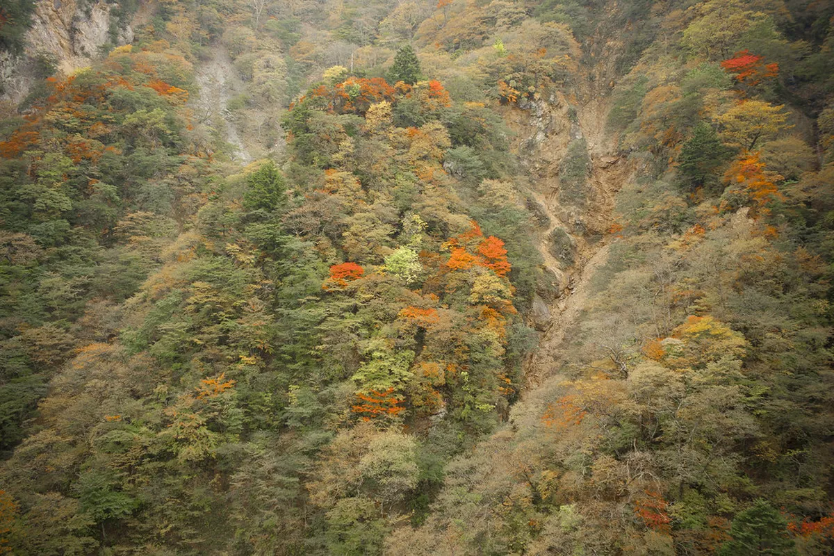Kegon Falls surrounded by vivid autumn maple foliage in Nikko National Park, Japan