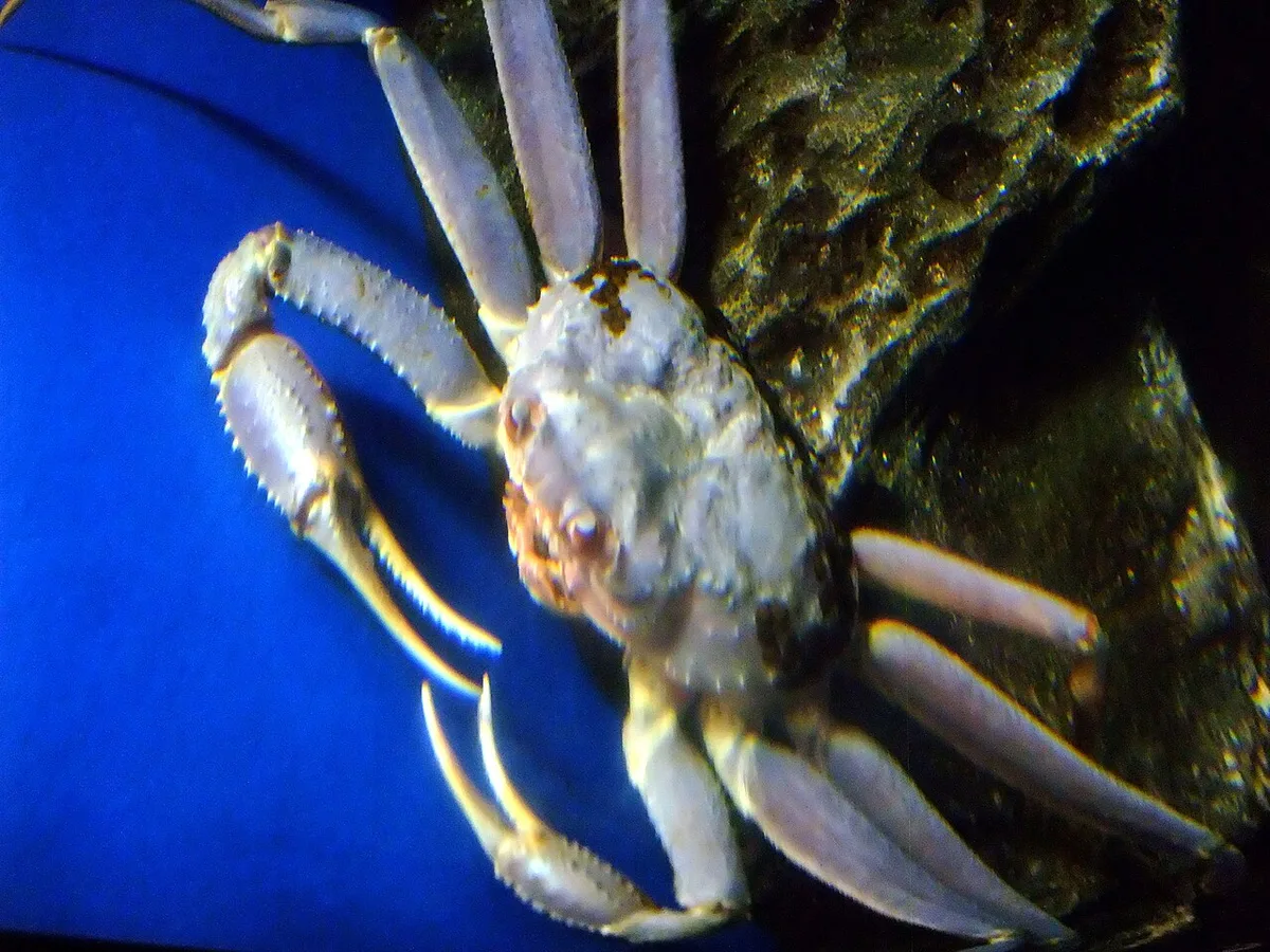 Kinosaki winter snow crab kani kaiseki — 2