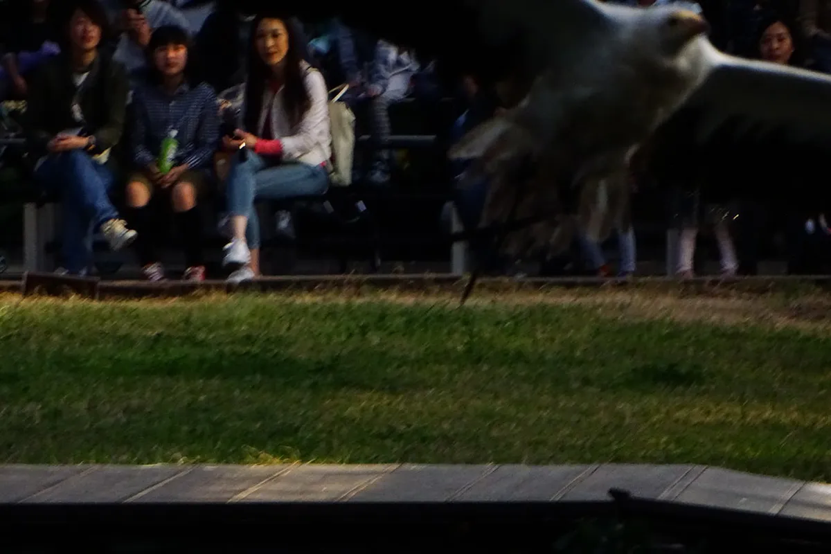 Kobe Animal Kingdom park — kobe animal kingdom, Kobe Japan
