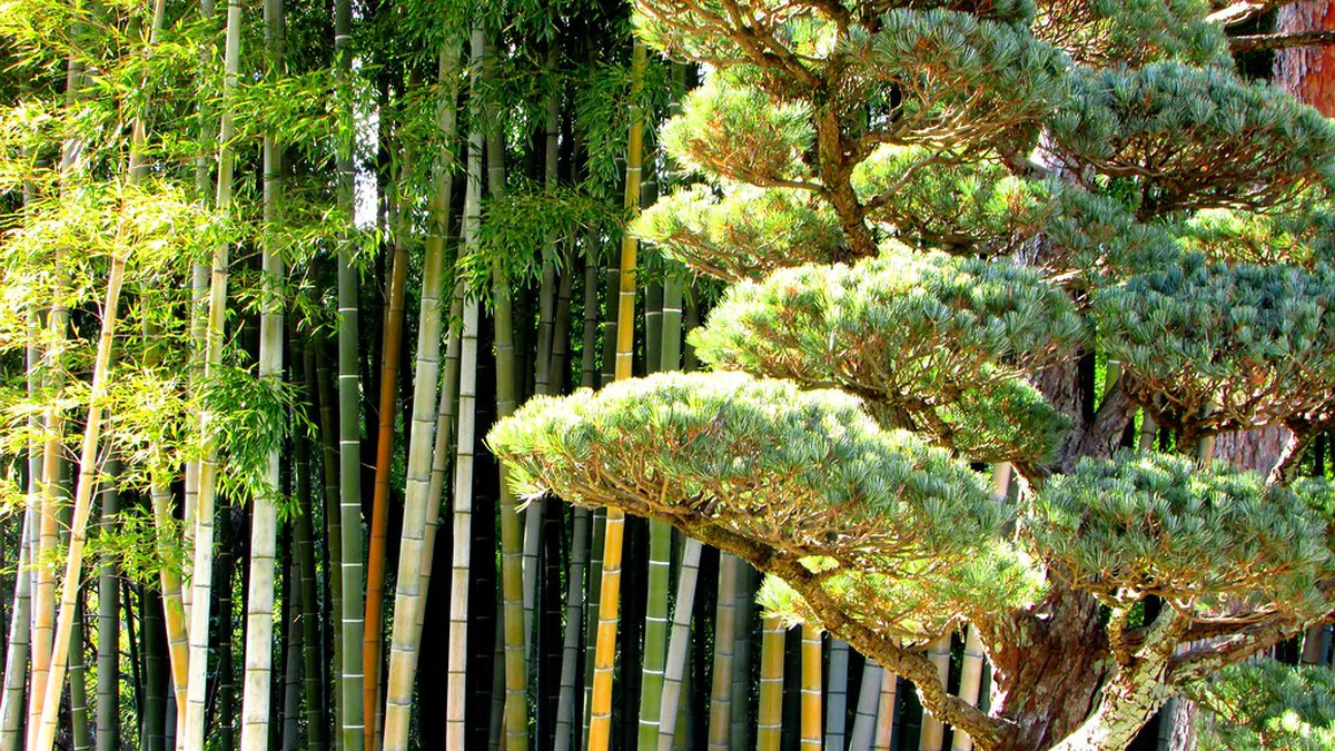 The Rich History of Korakuen Garden in Okayama