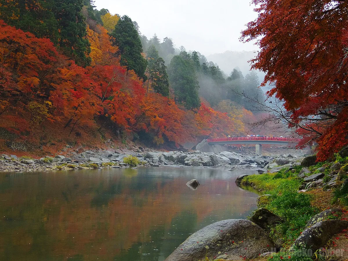 Maple trees in autumn color over the Tomoe River at Korankei gorge, Japan — 2