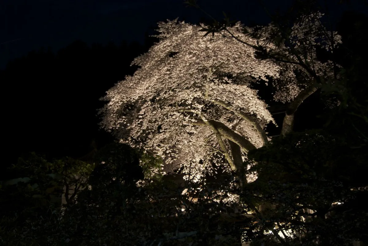 Goma Dofu: The Silky Sesame Specialty in Koyasan