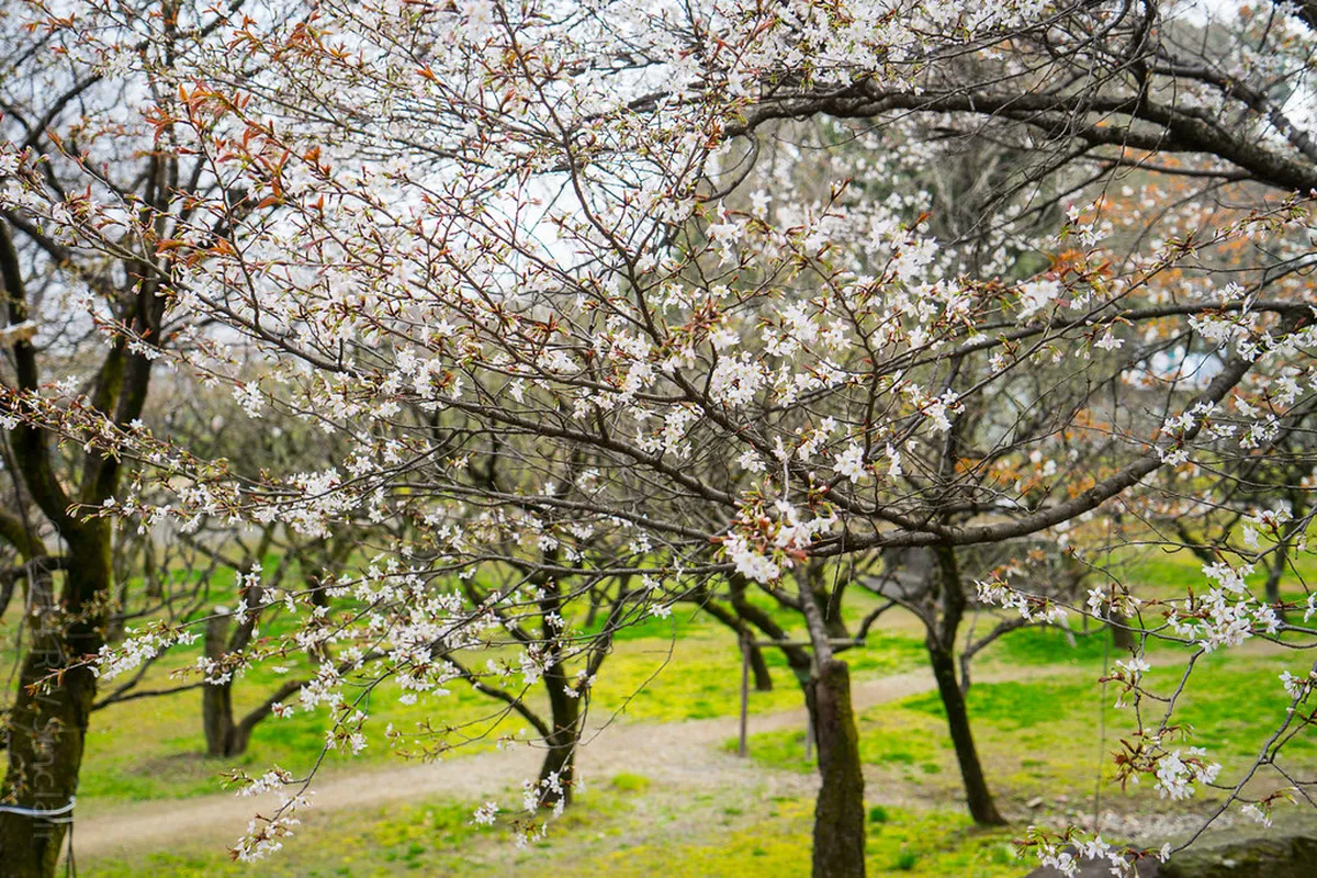 Kumamoto Castle surrounded by cherry blossom trees in full bloom during spring in Kumamoto, Japan