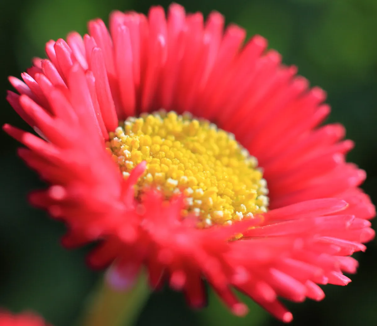 Colorful flower displays in the botanical garden section of Kumamoto City Zoo and Botanical Gardens, Japan