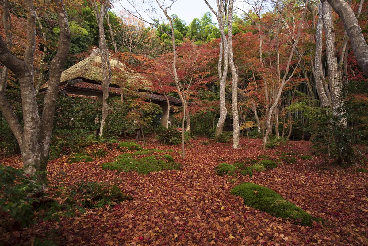 Is 2 Days in Kyoto Enough? in Kyoto, Japan