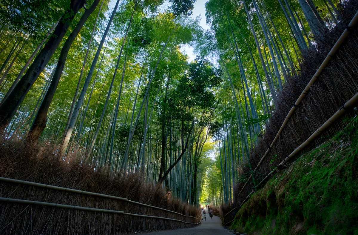 How to Get Around Kyoto in Kyoto, Japan