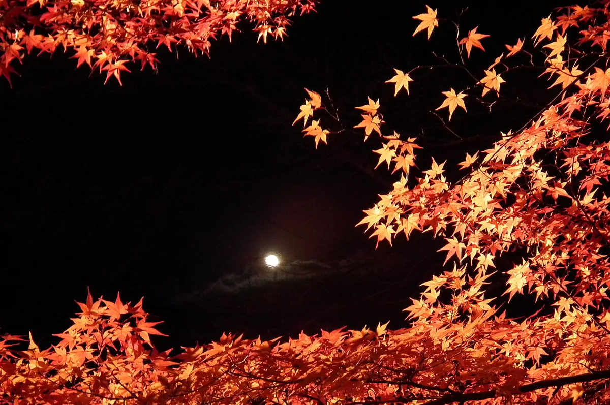 Arashiyama Hanatouro illuminated bamboo grove path in winter, Japan — 2
