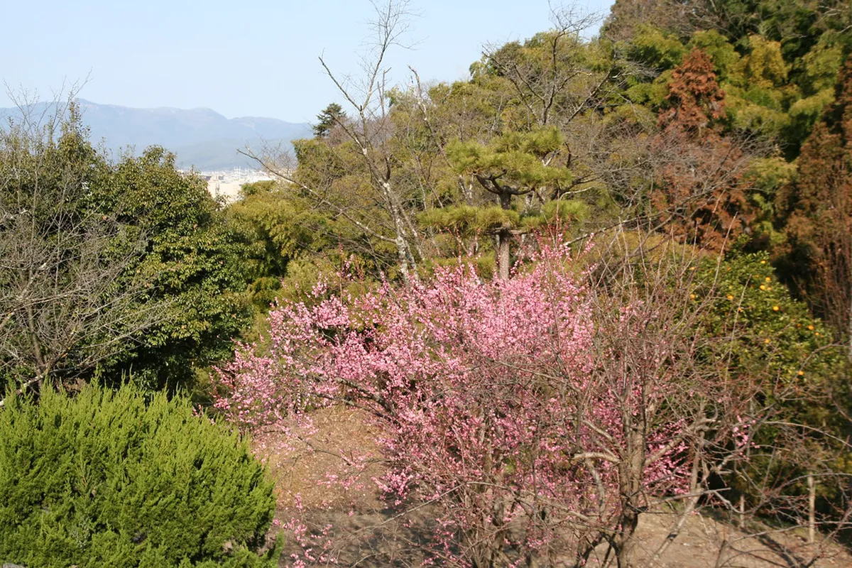 Where to See Plum Blossoms Before the Cherry Blossom Crowds in Kyoto