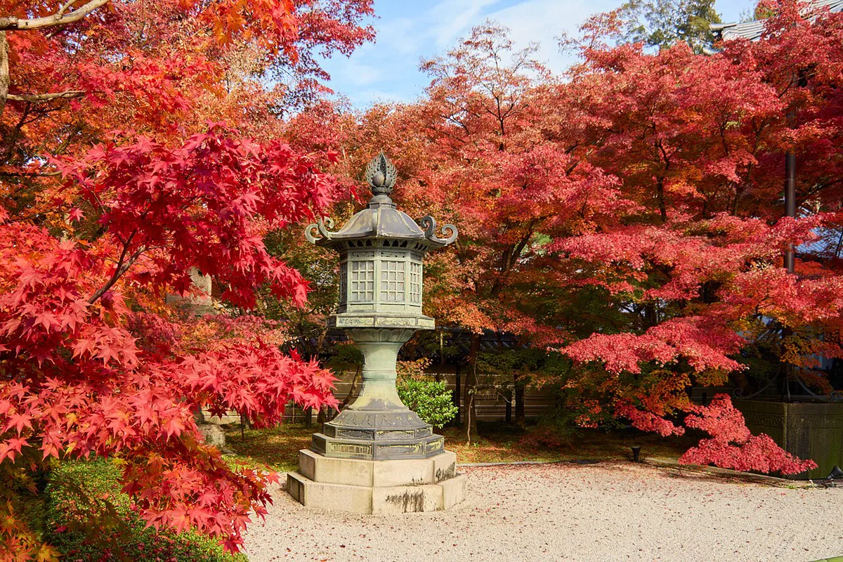 Maple trees at peak autumn color in Kyoto in November, Japan — 1