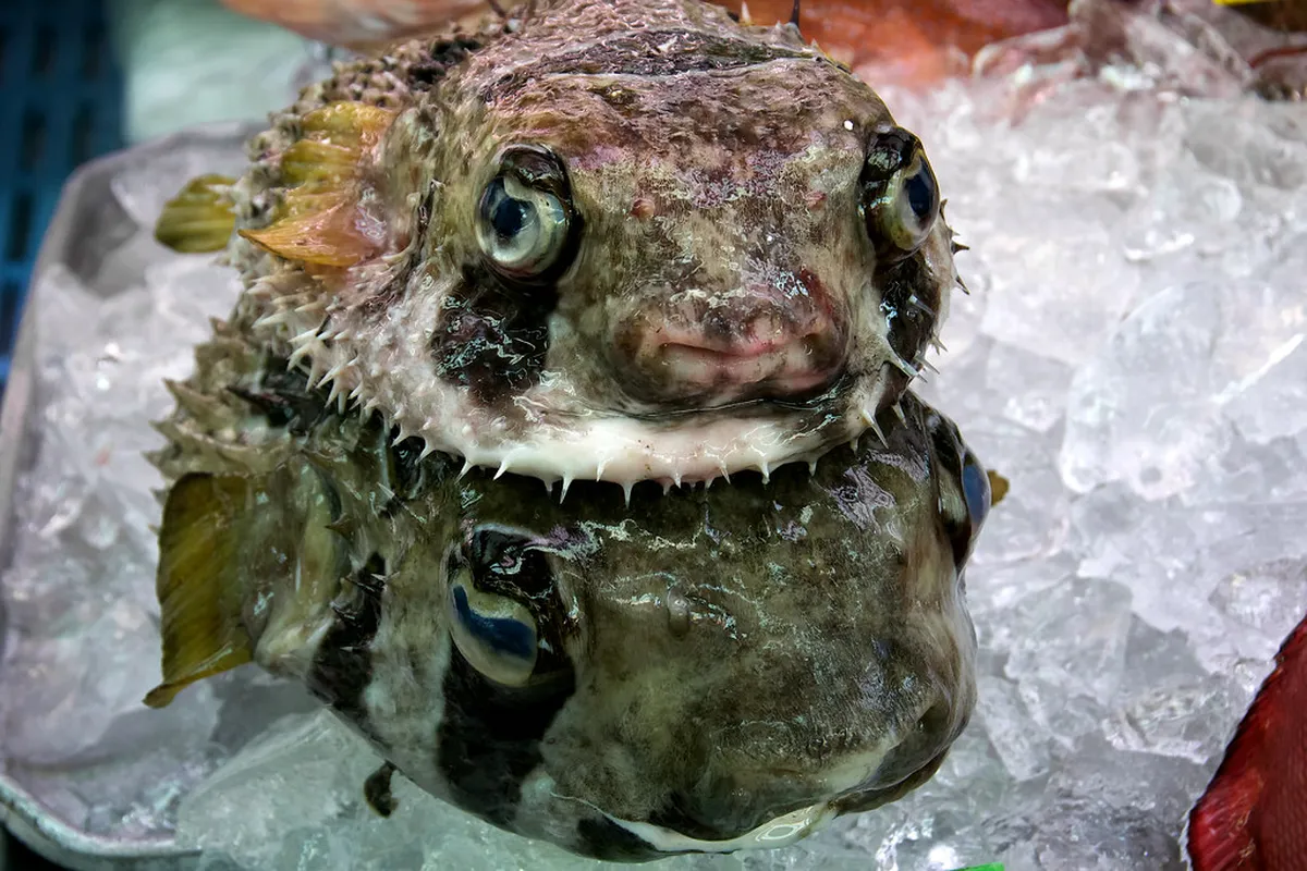 Colorful tropical fish and fresh seafood on display at a Naha market stall in Okinawa, Japan