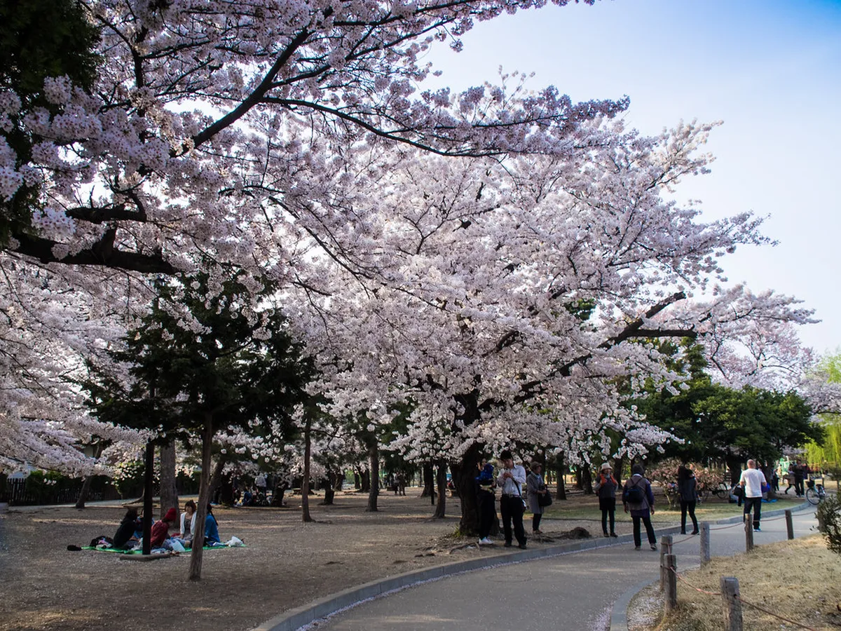Cherry blossom trees in full bloom framing the Matsumoto Castle keep reflected in its wide moat in Nagano, Japan