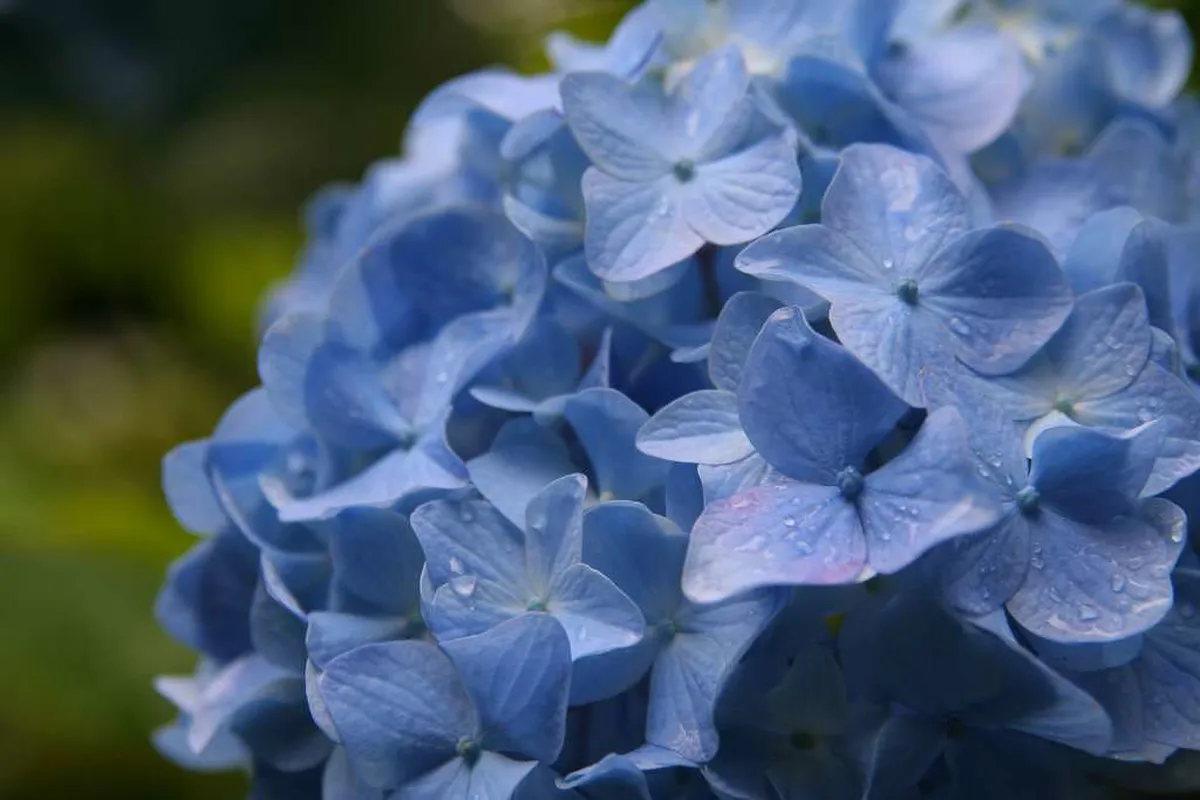 Meigetsuin temple path in Kamakura lined with dense hime-ajisai hydrangeas in deep blue-violet bloom during peak June season