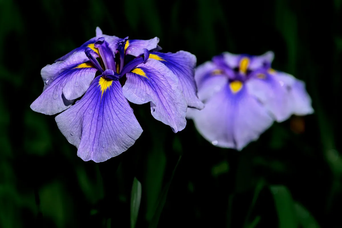 Meigetsuin inner iris garden in Kamakura with purple and white iris flowers blooming against the old stone wall in June