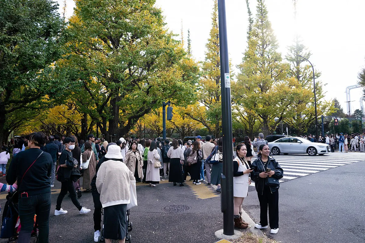 Golden ginkgo trees lining Icho Namiki avenue at Meiji Jingu Gaien, Japan — 1