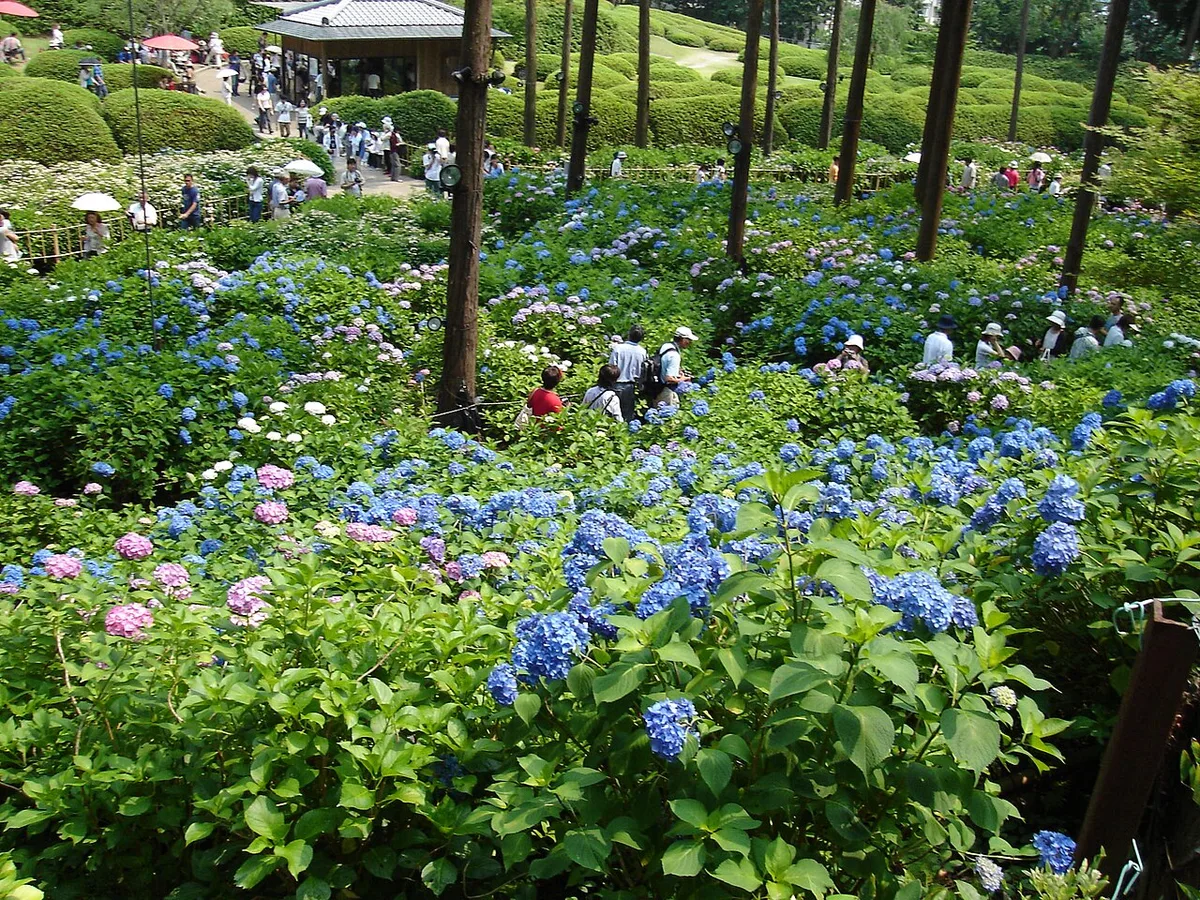 Mimurotoji Temple flower garden in Uji — 1