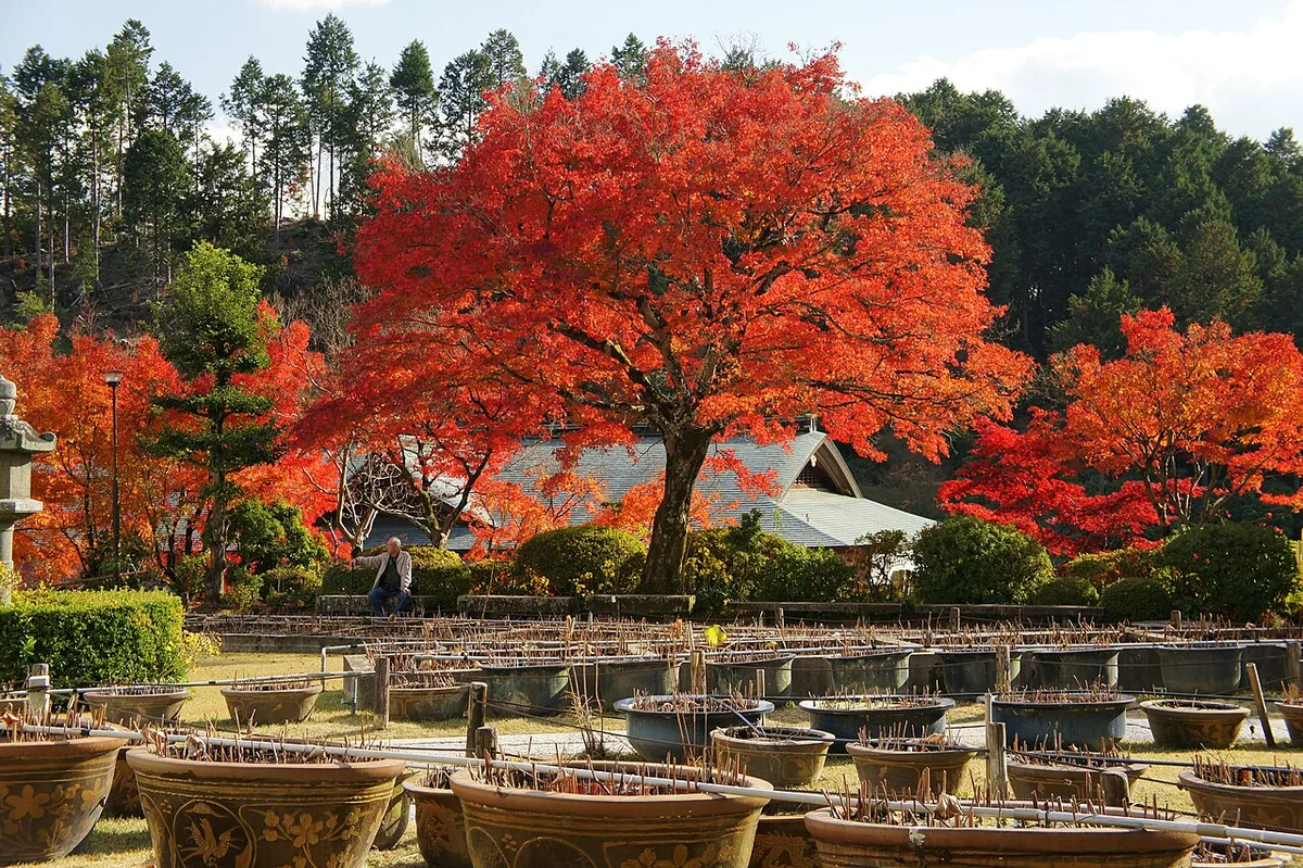 Mimurotoji Temple flower garden in Uji — 2