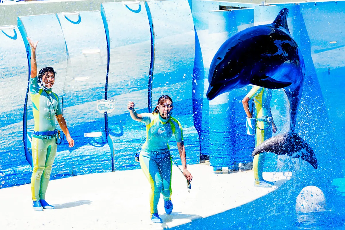 Sea lion performing at an aquarium show stage in Japan, delighting visitors of all ages at a daily live performance