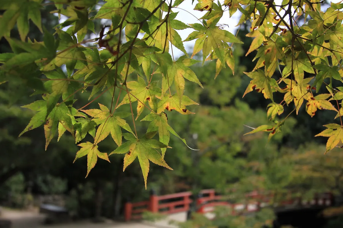 Momijidani Park maple trees in autumn at Miyajima Island, Hiroshima, Japan, with deer grazing among the colorful foliage