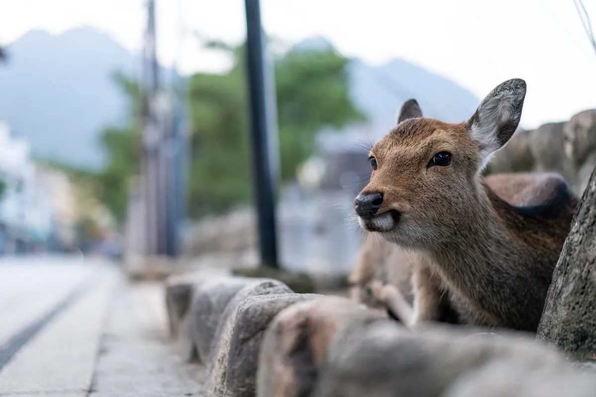 Sika deer resting near stone lanterns in the town area of Miyajima Island, Japan, part of the island's population of around 500 deer