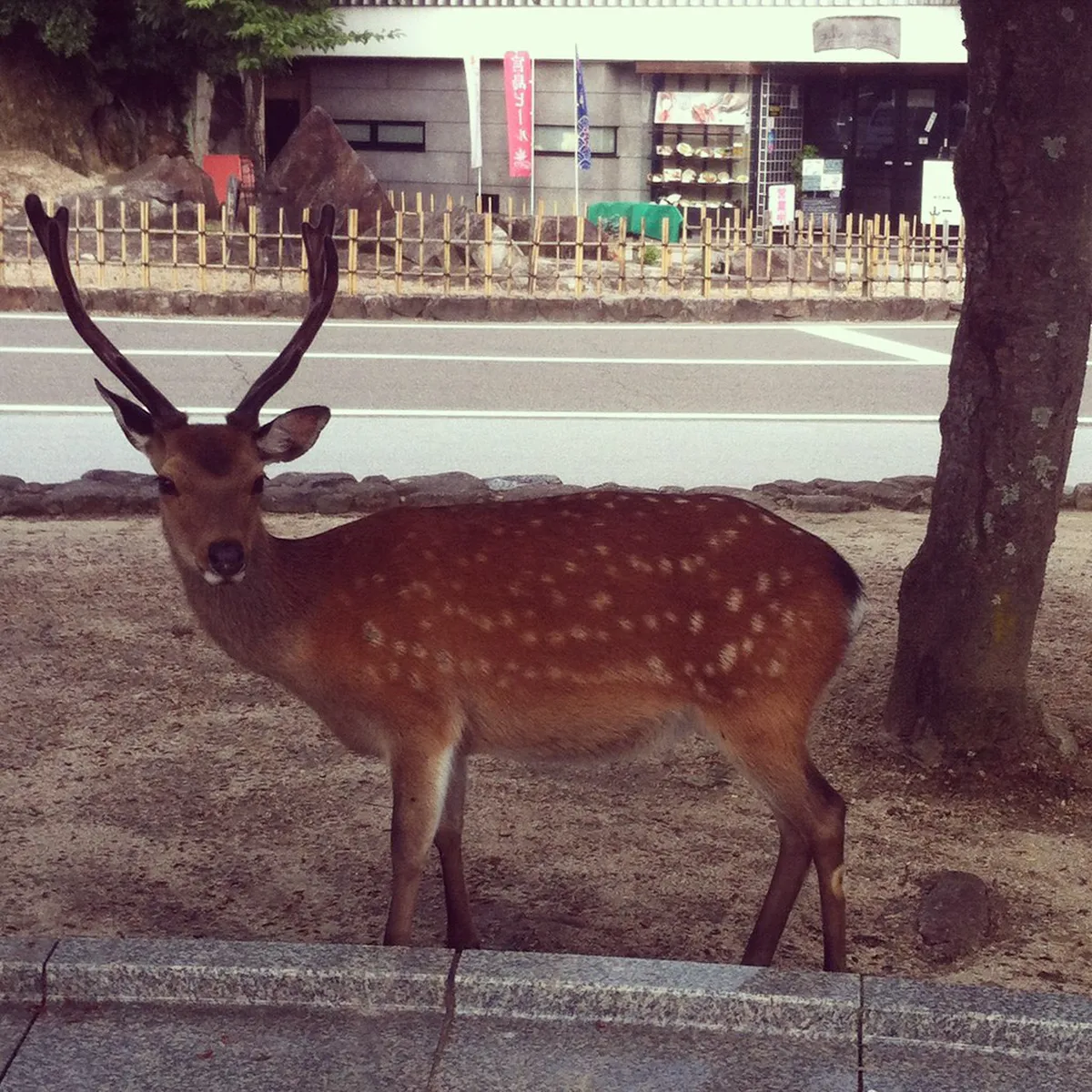 Wild sika deer walking freely near Itsukushima Shrine on Miyajima Island, Hiroshima, Japan, protected by centuries of sacred tradition