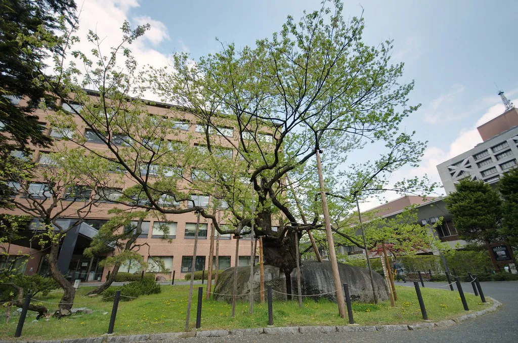 Ishiwarizakura Morioka cherry — Morioka, Japan