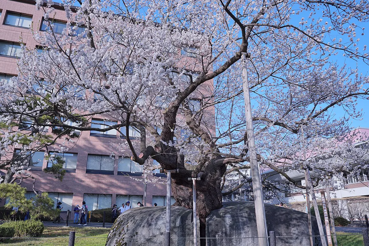 Ishiwari-zakura April 2024d — 2